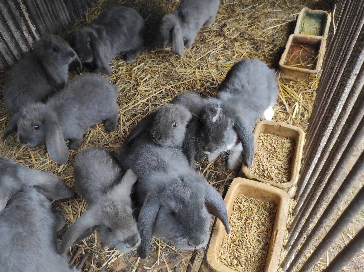 Lokalizacja hodowli królików barany Francuskie Niebieskie