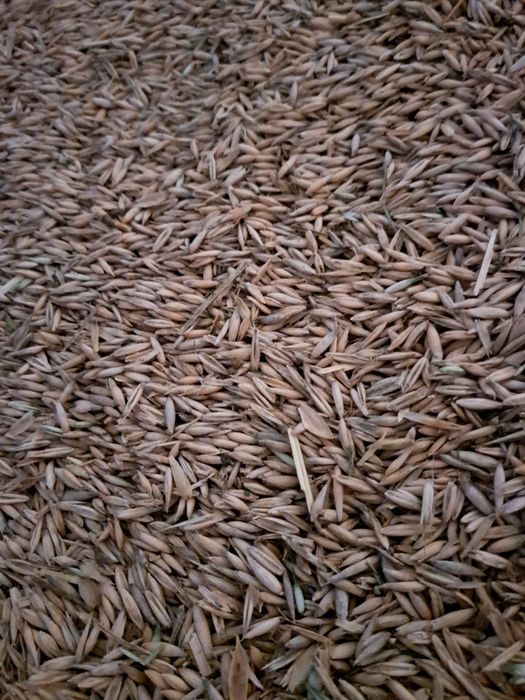 Овес з підкомбайна