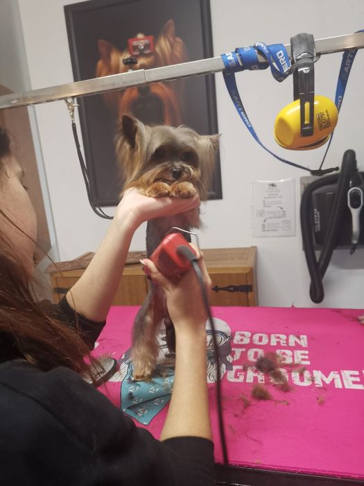 Yorkshire terrier macho mini procura namorada.