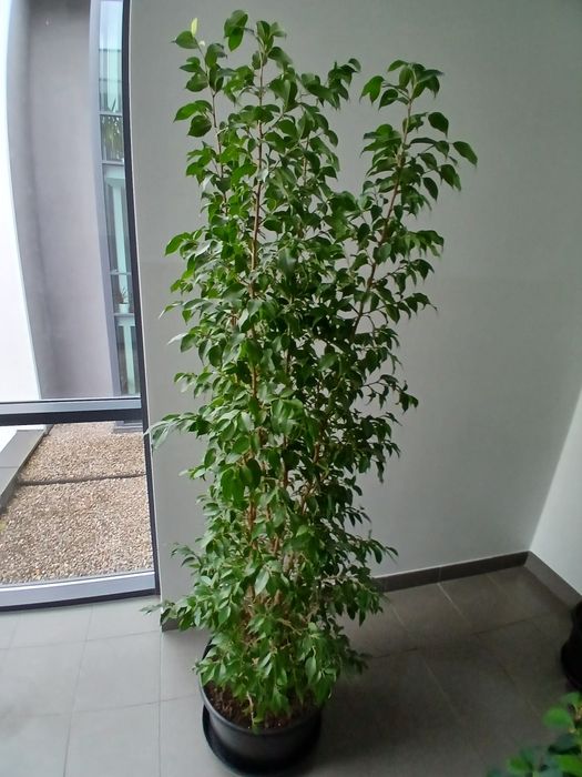Sprzedam fikusa Benjamin XXL.