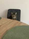 Kotka Manxcat do adopcji
