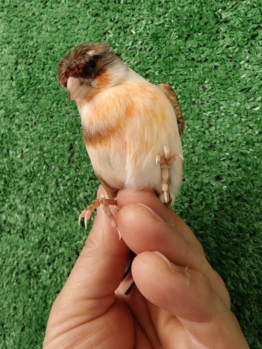 Híbridos pintassilgos