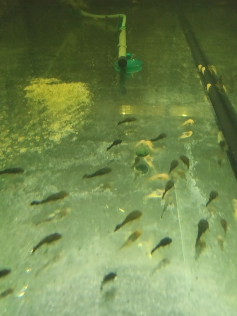 Ryby akwariowe- Glonojad Zbrojnik Niebieski (młode)