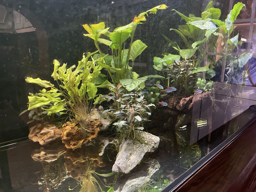 Aquario 120x50x50