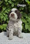 Piesek rasy Lagotto romagnolo ZKwP