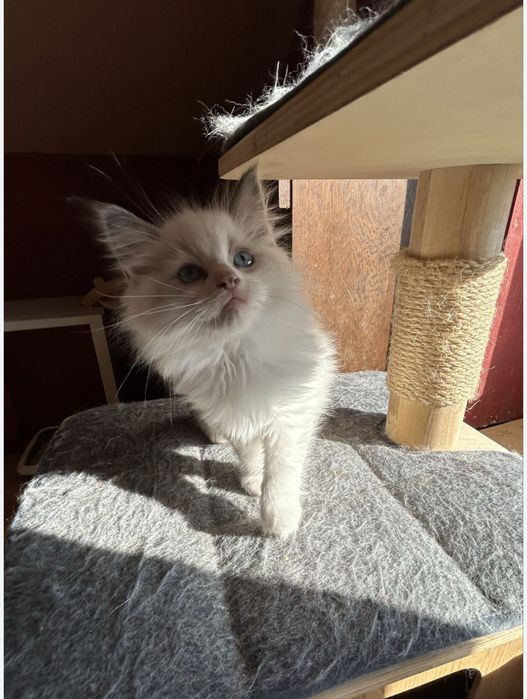 Ragdoll kotek Wafel kocurek