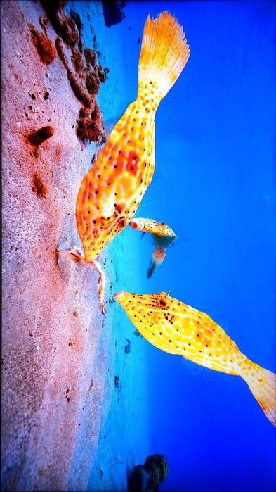 Smart TV Philips 65PUS6753/12 4K ULTRA HD