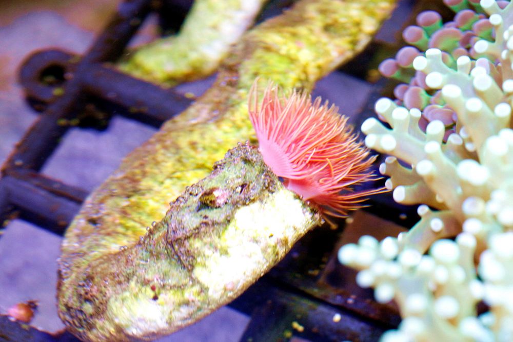 Rurówka Protula Pink - Duża ok 15-20cm FLUOLAMPS.PL WYSYLKI