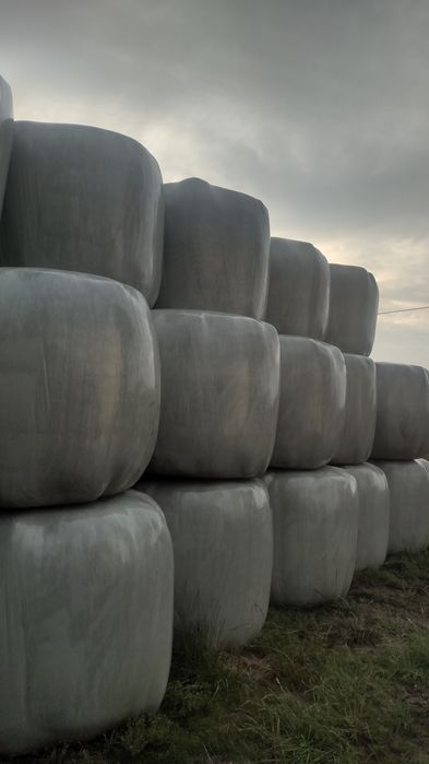 Sianokiszonka   2025