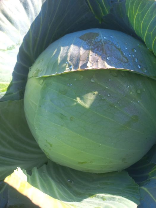 Капуста  Агресор