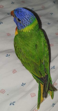 Pássaro Lóris (Loriini)