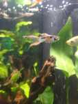Guppys Endler de cores diferentes