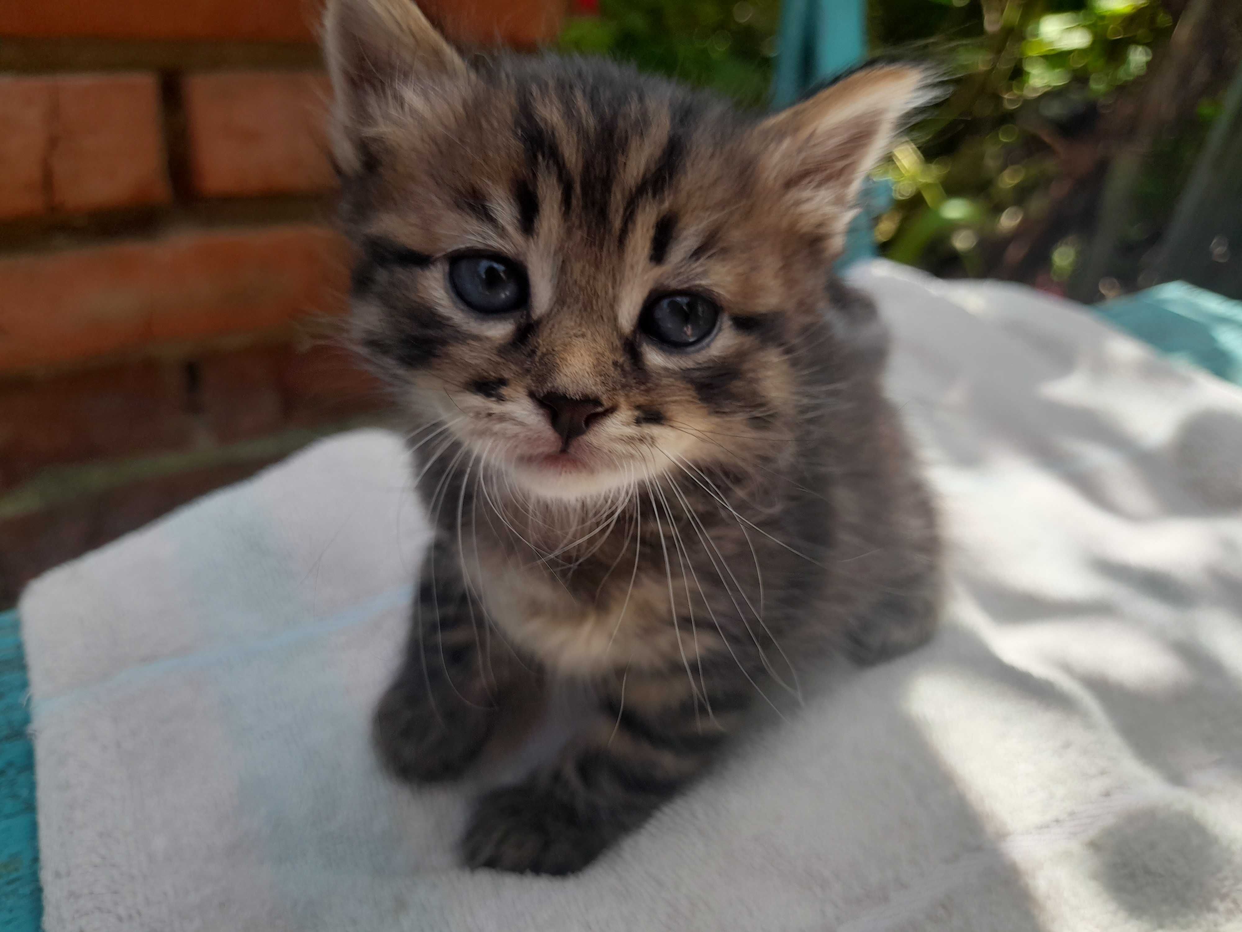 Отдам очень красивых котят