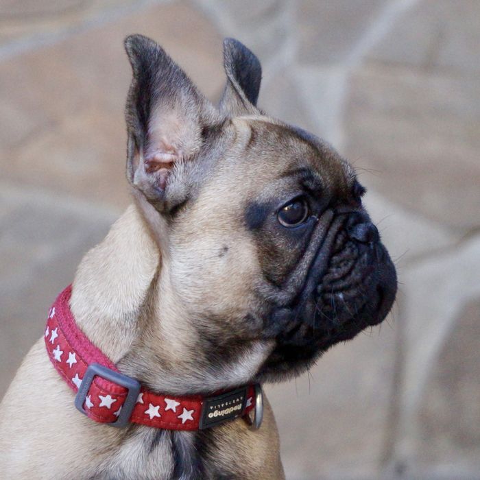 Девочка французский бульдог