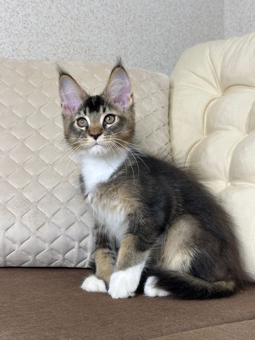 Las Vegas-kocurek Maine Coon