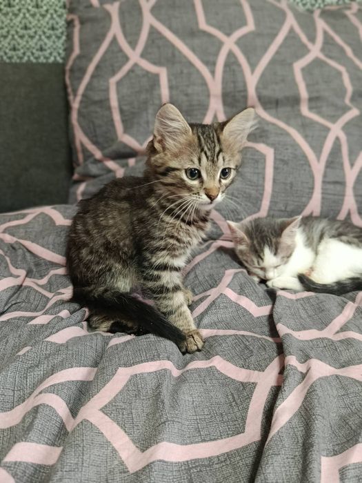 Кошенята в добрі руки