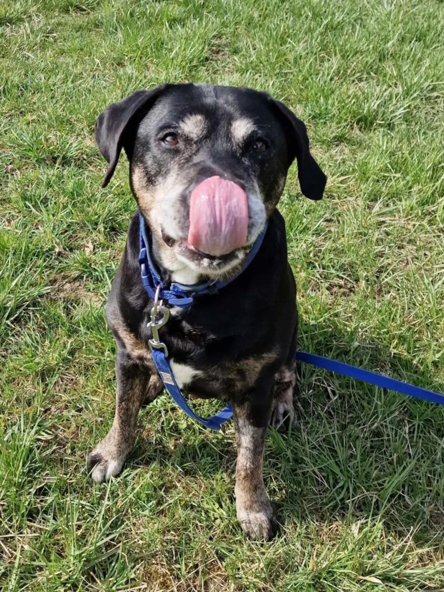 Cudowna suczka Sara mix TTB i labradora do adopcji