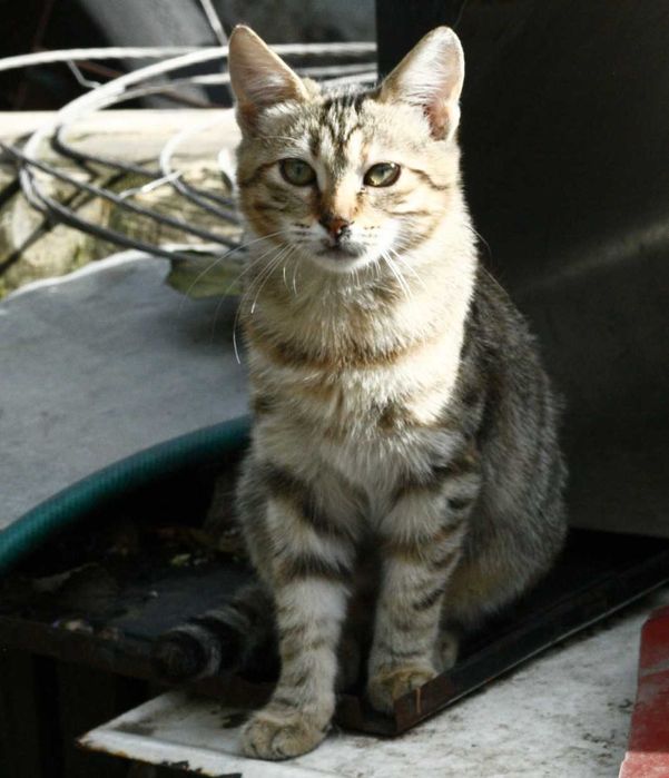 Віддам котиків 4-6 місяців, дівчатка