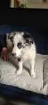 Border Collie blue merle