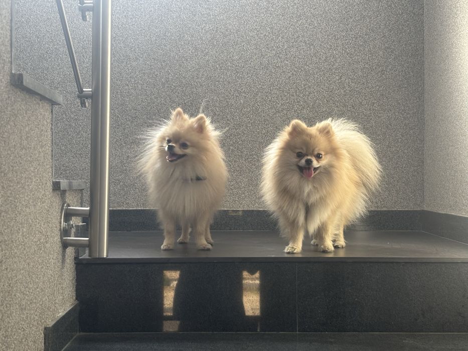 Szpic miniaturowy pomeranian suczka