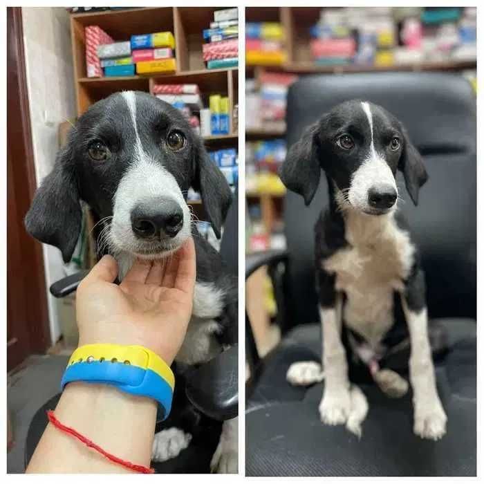 Активный щенок ищет дом