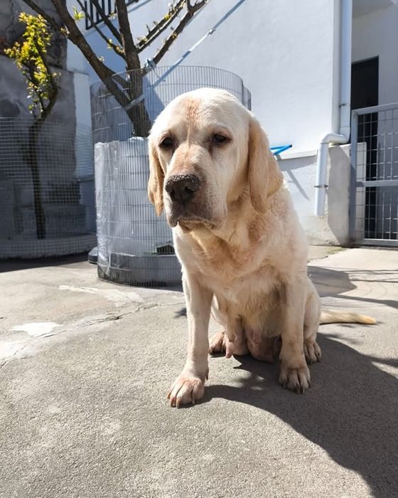 Bonnie- cadela de porte grande, labrador para adoção