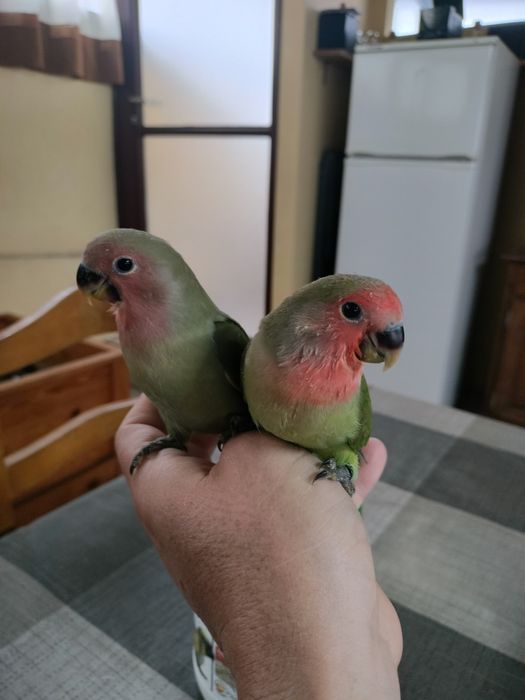 Agapórnis Roseicollis Criados á Mão