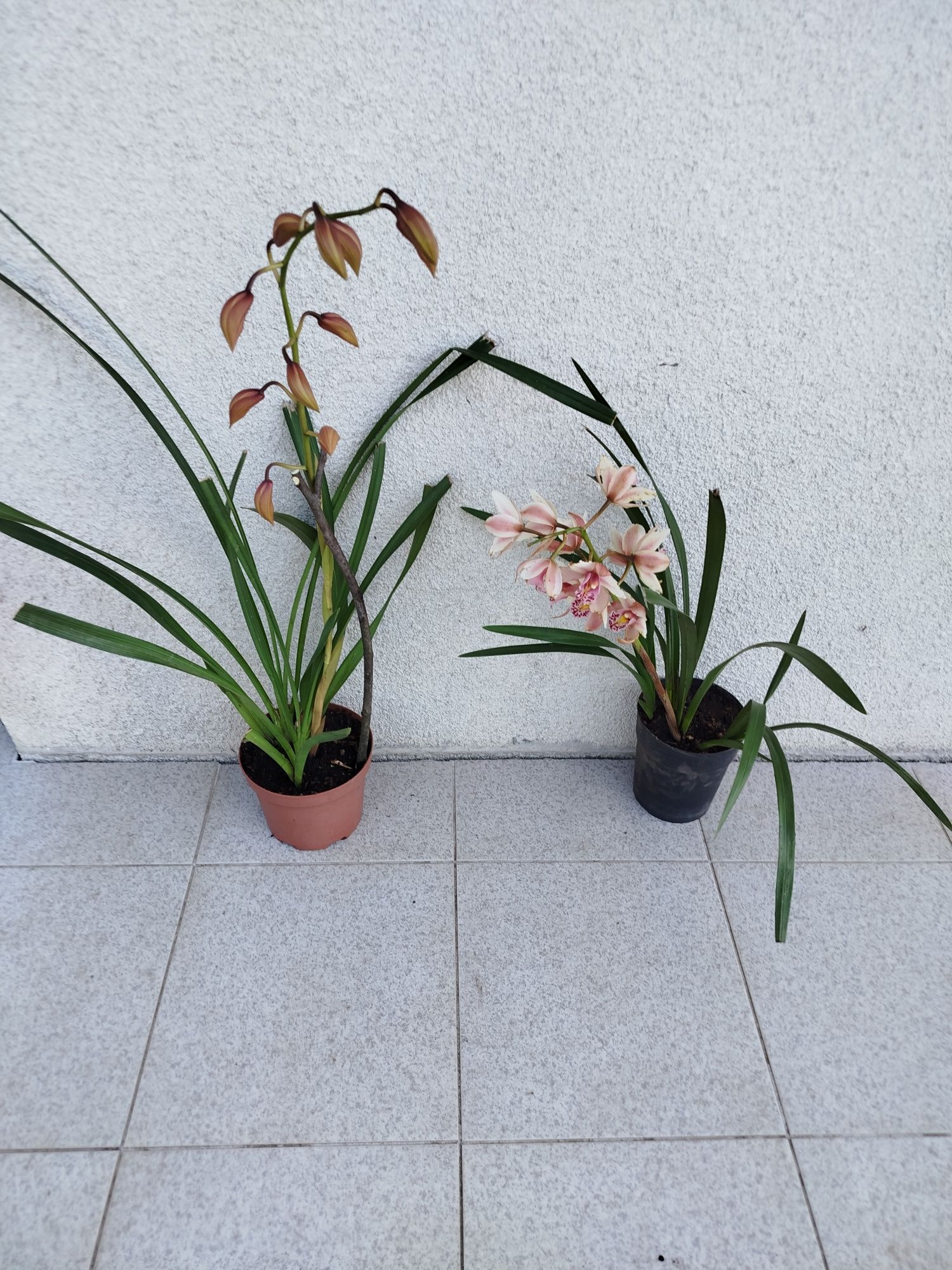 2 vasos orquídeas