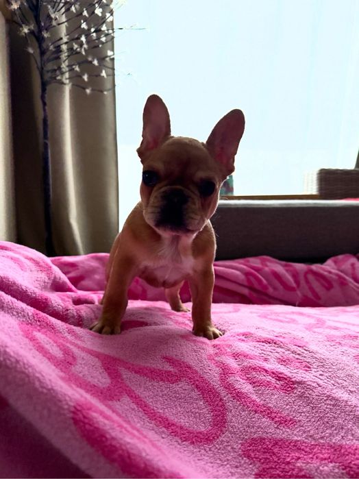 FIGO Buldog francuski ZKwP FCI, Hodowla Harper Dog House FCI