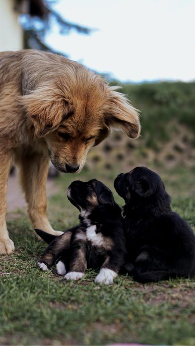 Szczeniaczki do adopcji