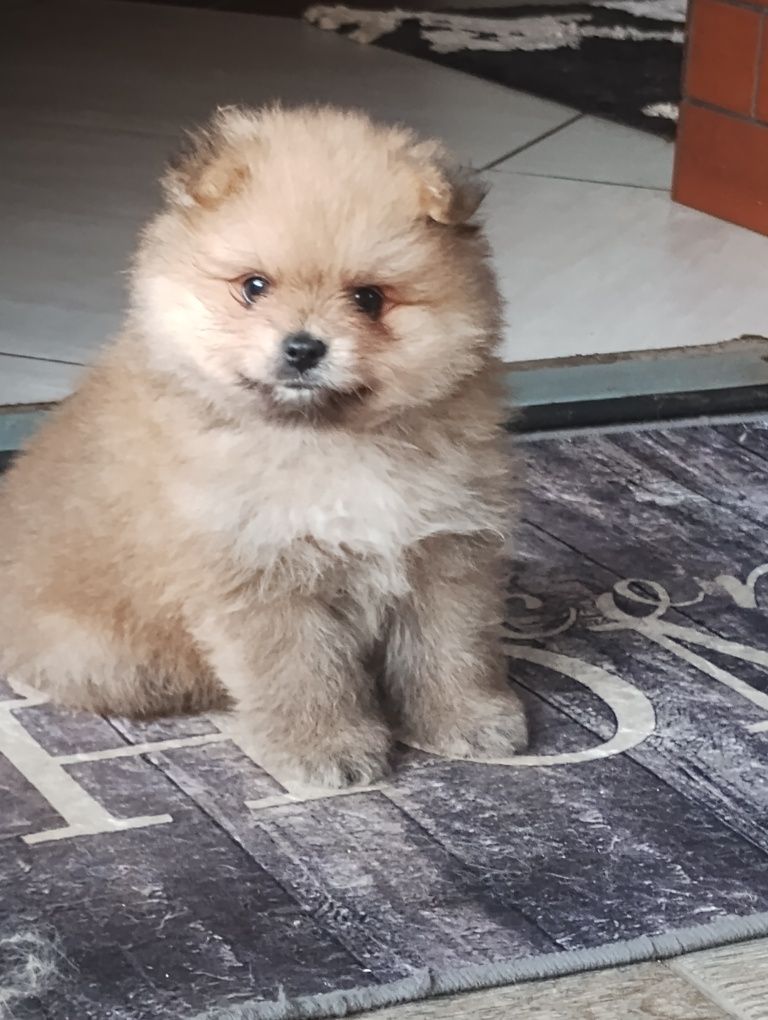 Szpic miniaturowy Pomeranian