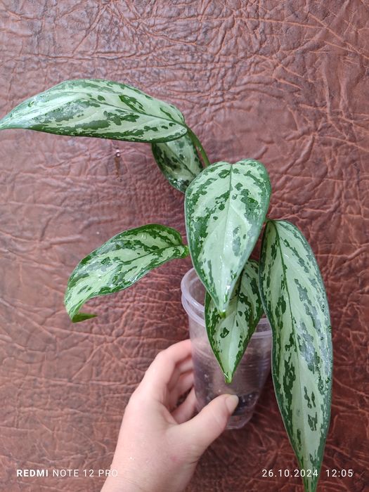 Каланхое, хамедорея, аглаонема, плектрантус, педілантус