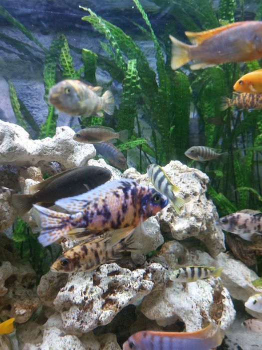 Pyszczaki Para Aulocanara Marmolade Cat Ob