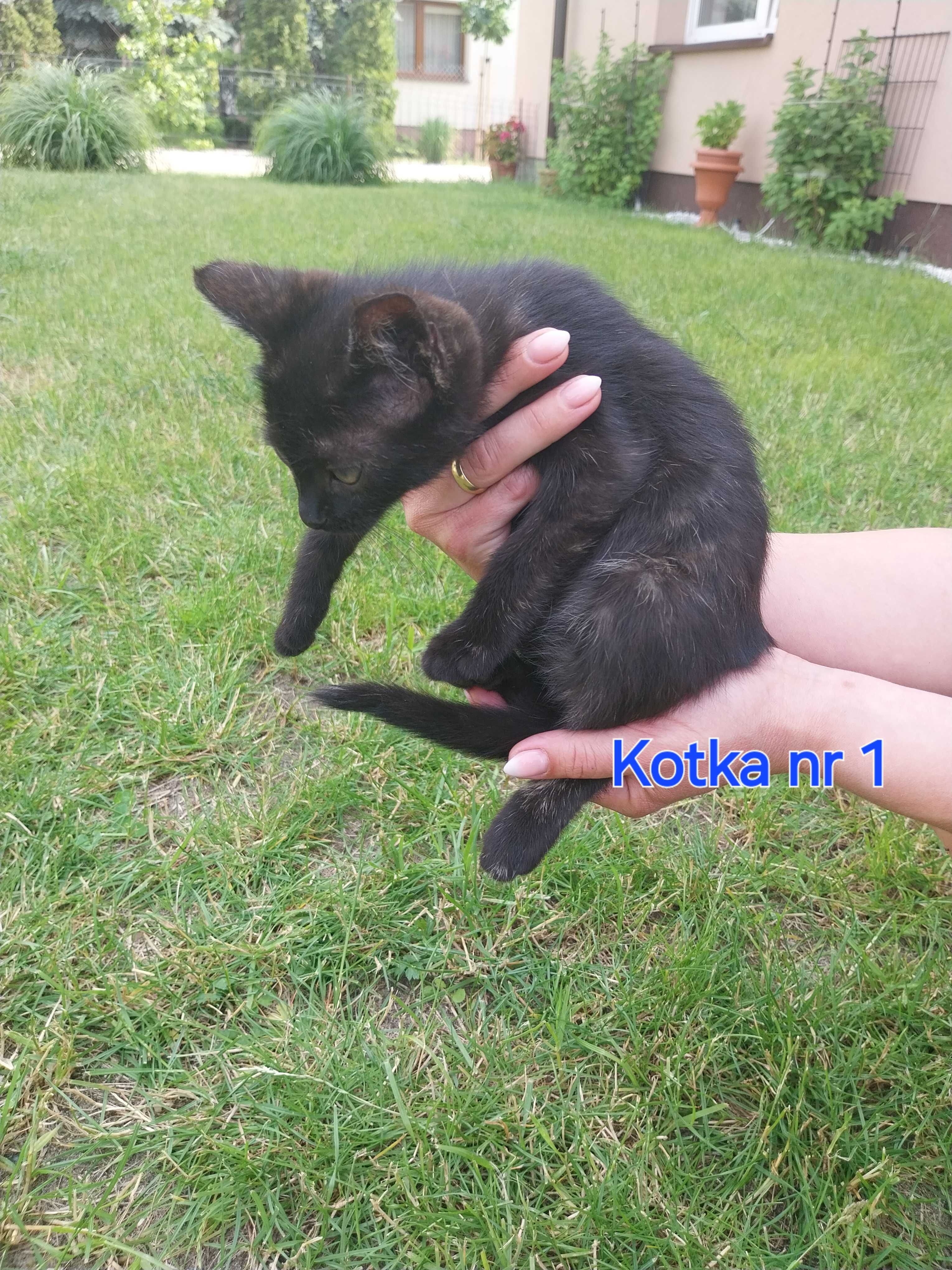 Kot kocieta koty