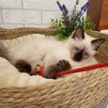 Kotka rasy Ragdoll