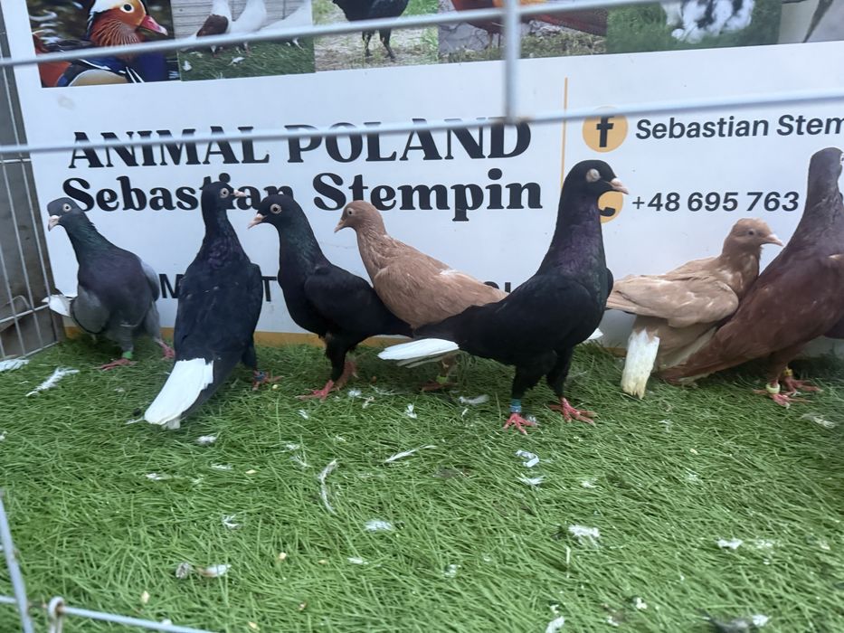 Gołebie. Wyszwanc. Wyszwance. Możliwy transport