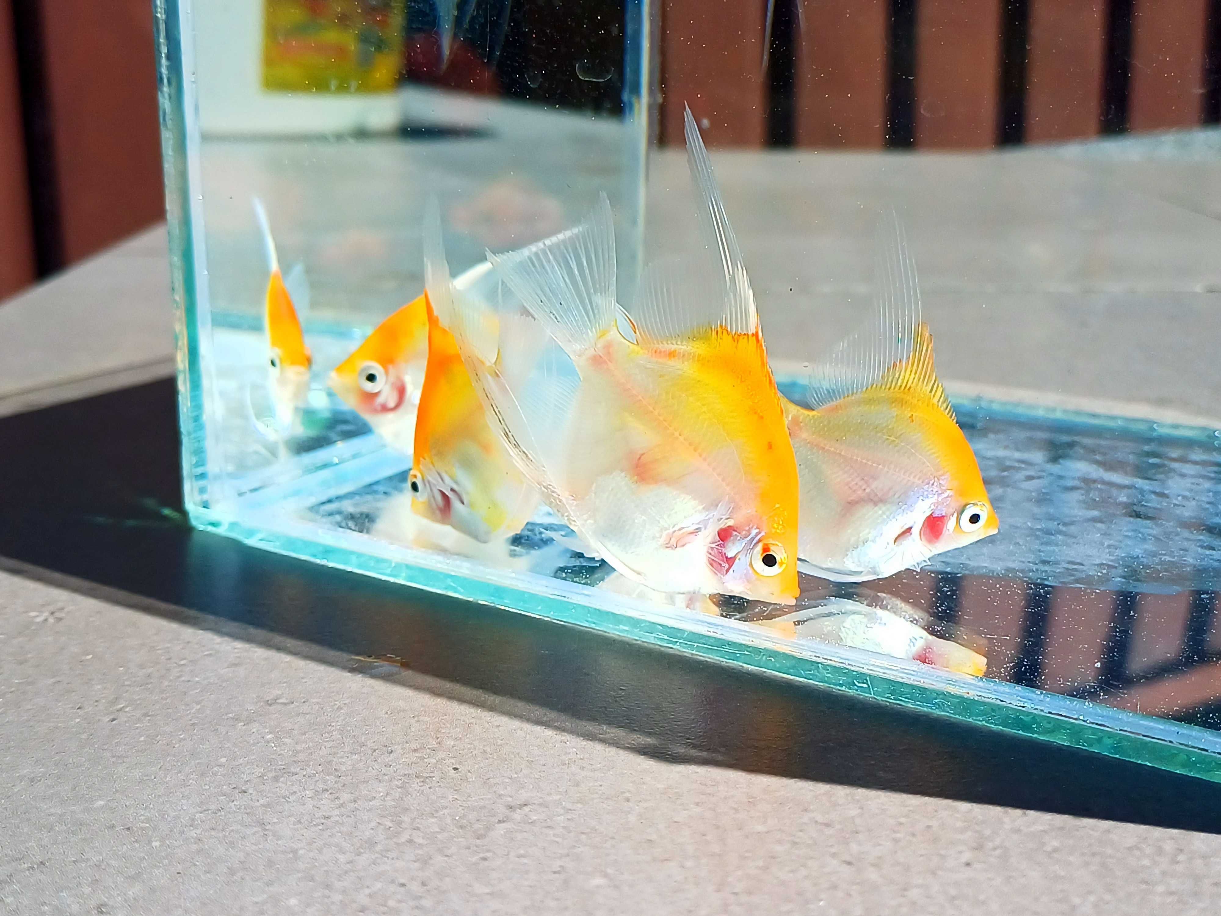 Skalar platinum KOI