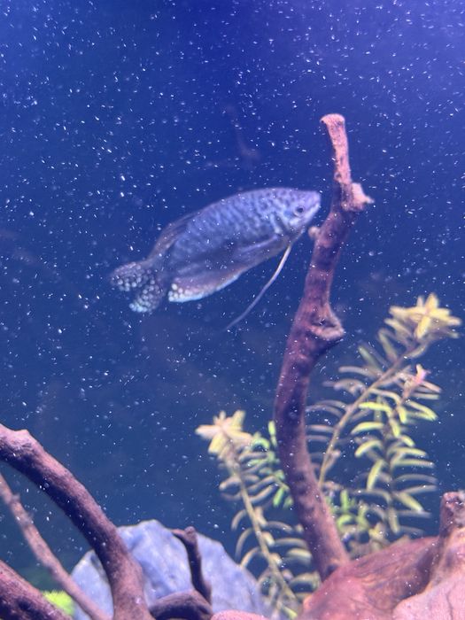 Rybki Zamienie lub sprzedam