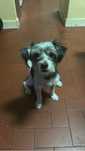 Dá-se cão de porte pequeno com 4 anos