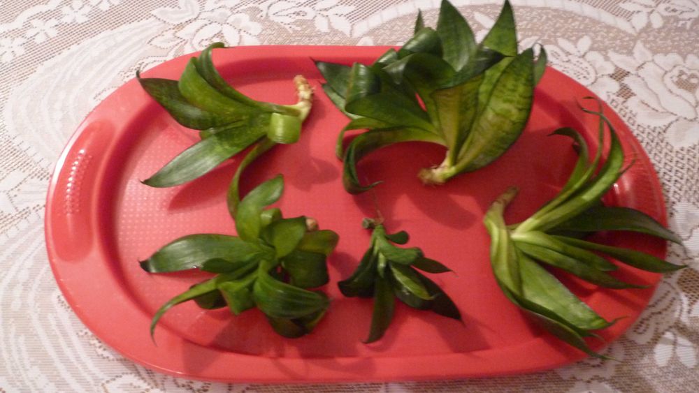 Sansewieria Hahnii, kwiaty doniczkowe