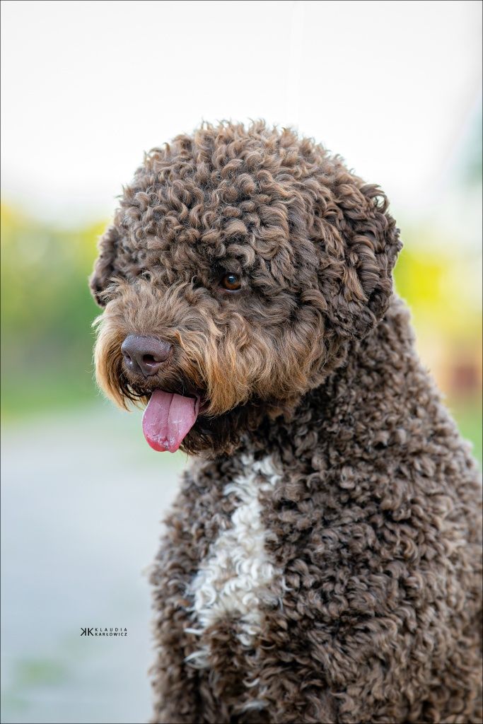 Lagotto Romagnolo