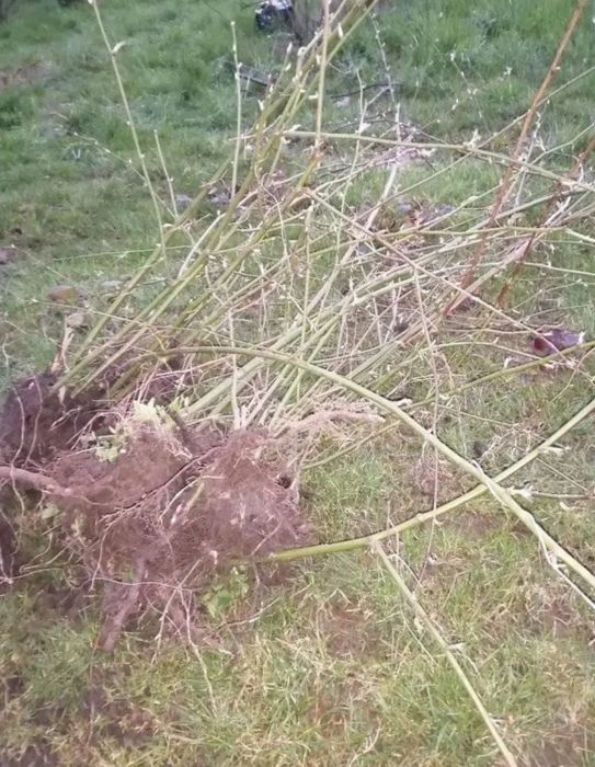 Jezyny bezkolcowe sadzonki