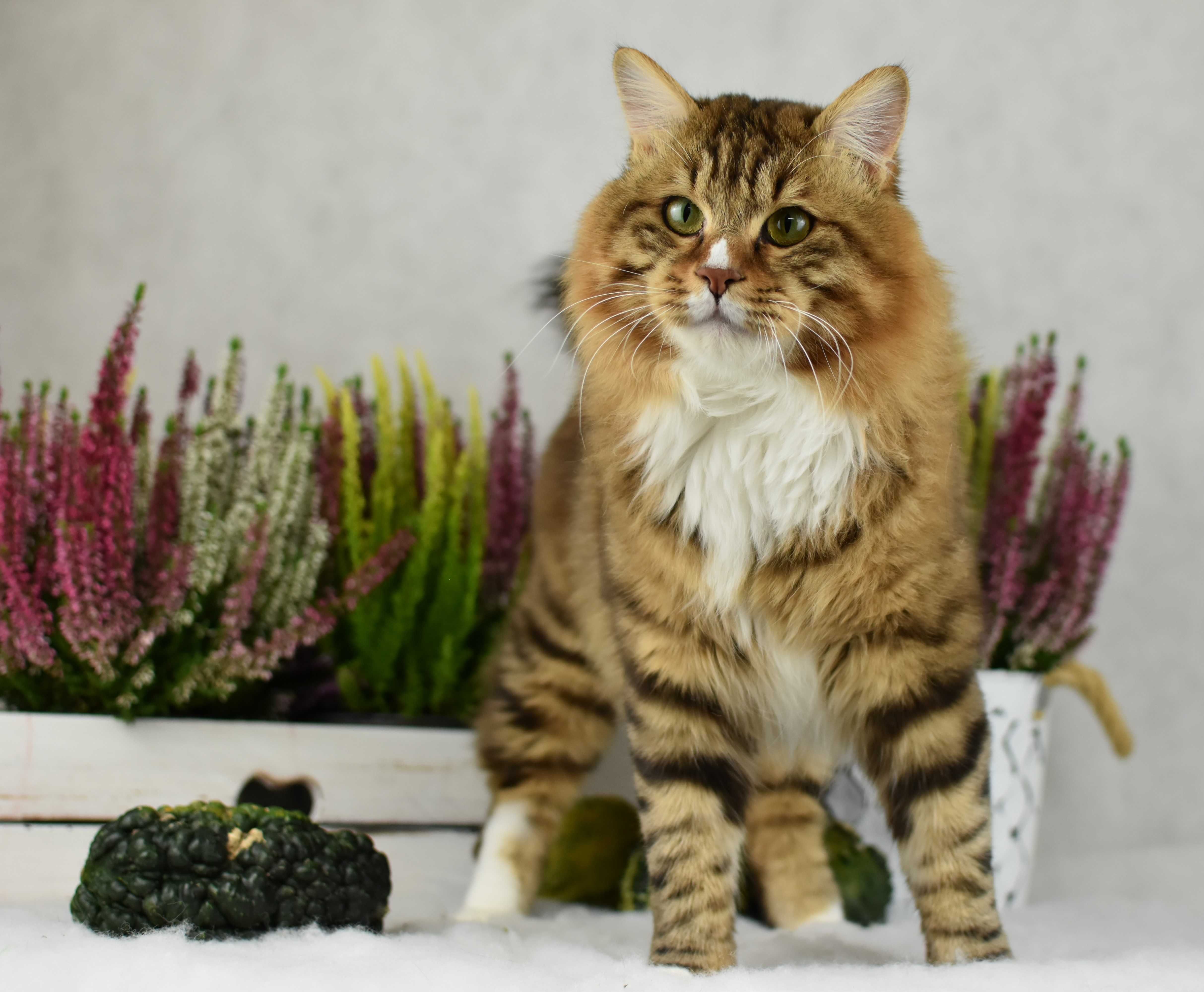 Kurylski Bobtail- Kocięta Rodowód FPL/FIFE- Hodowla Dynastia Kuryla*PL