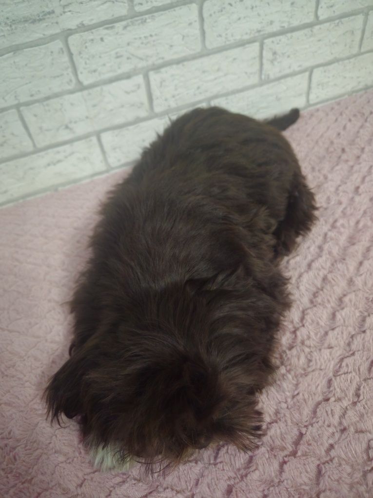 Shih Tzu samiec czekoladowy