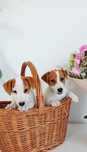 Piesek Jack Russell Terier