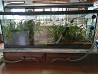 Aquário 1m completo com peixes e plantas