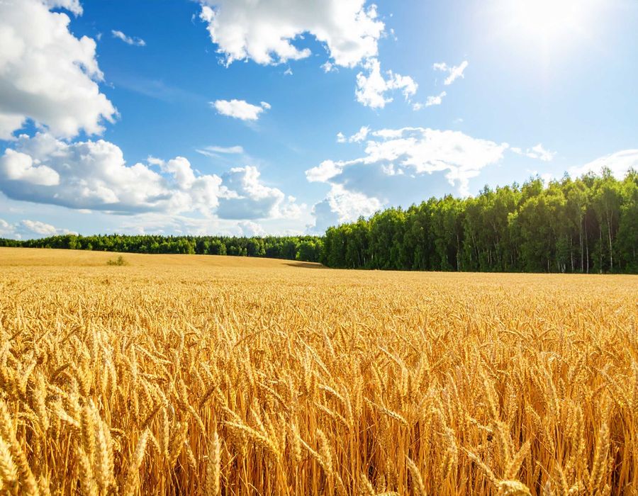 В продажу декілька земельних ділянок в Сумській області