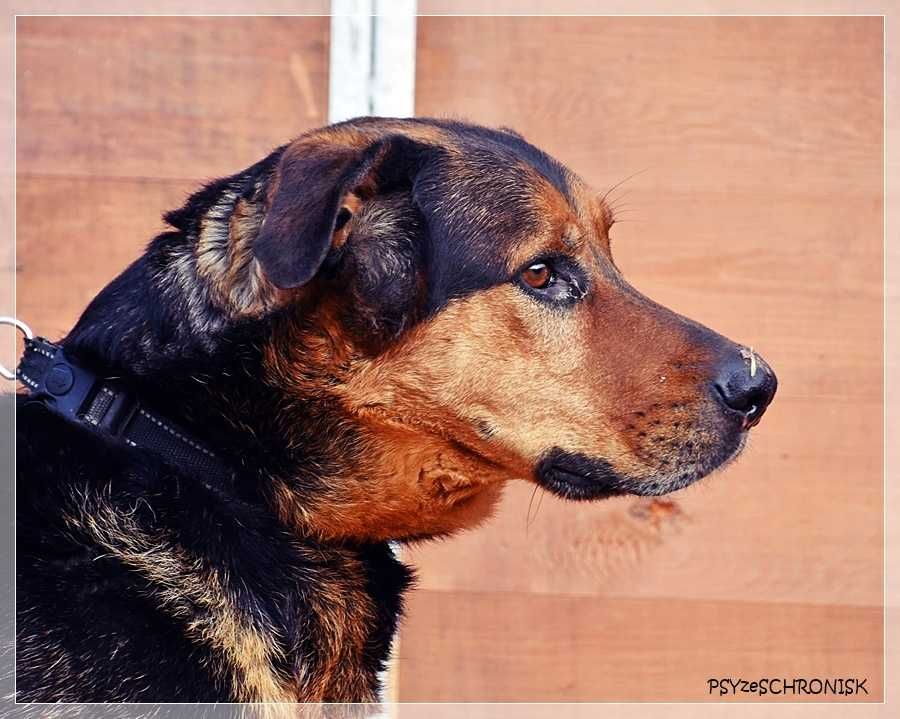 Kai – przyjazny wielkopies w kwiecie wieku. Podaruj mu dom