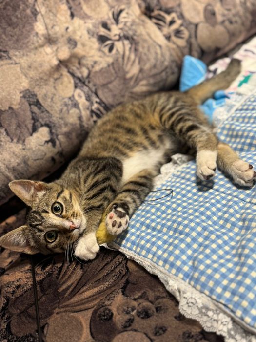 Kotka Lusia 4-5 m-cy do adopcji