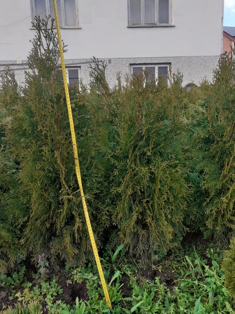 Tuja, Thuja Szmaragd  80-90 cm kopana z gruntu